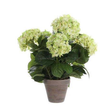 Hortensia in pot d45h45cm creme (Zijde-plant)