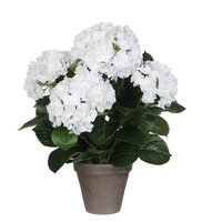 Hortensia in pot d45h45cm wit (Zijde-plant)