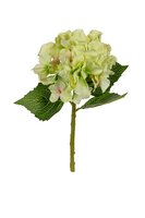 Hortensia l32cm groen