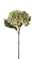 Hortensiasteel l45cm groen (Zijde-bloem)