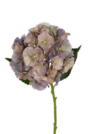 Hortensiasteel l50cm lila/groen