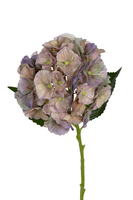Hortensiasteel l50cm lila/groen