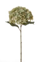 Hortensiasteel l66cm groen