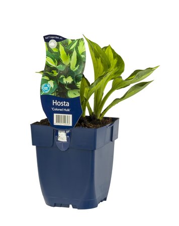 Hosta 'Colored Hulk' - afbeelding 1