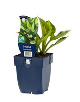 Hosta 'Colored Hulk'