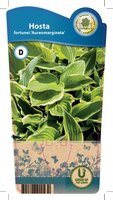 Hosta for. Aureomarginata'