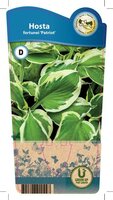 Hosta 'Patriot'