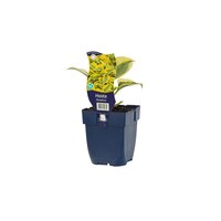 Hosta 'Permafrost'