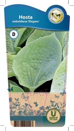 Hosta sie. 'Elegans'