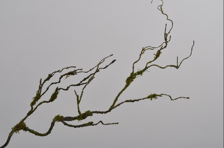 Houttak mos l102cm groen (Zijde-tak)