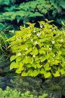 Houttuynia cordata 'Chameleon'