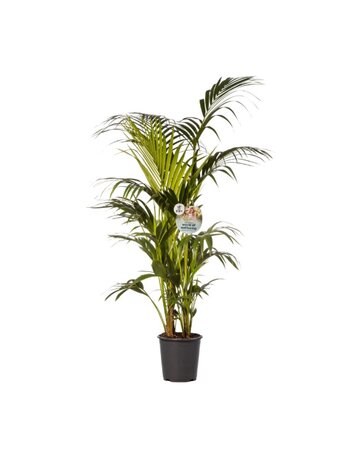 Howea Forsteriana pot 27 cm