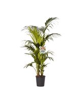 Howea Forsteriana pot 27 cm