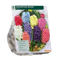 Hyacinth  mix 9st