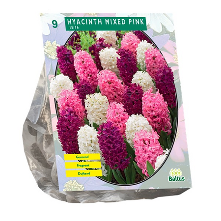 Hyacinth mixed pink 9st