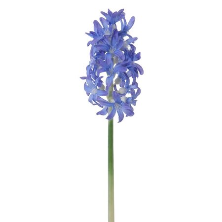 Hyacinthsteel l27cm blauw
