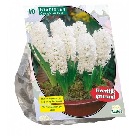 Hyacinthus carnegie 10st