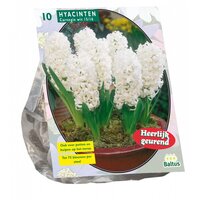 Hyacinthus carnegie 10st