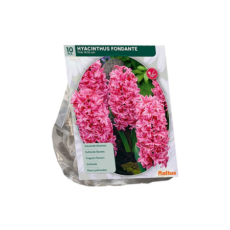Hyacinthus fondant 10st