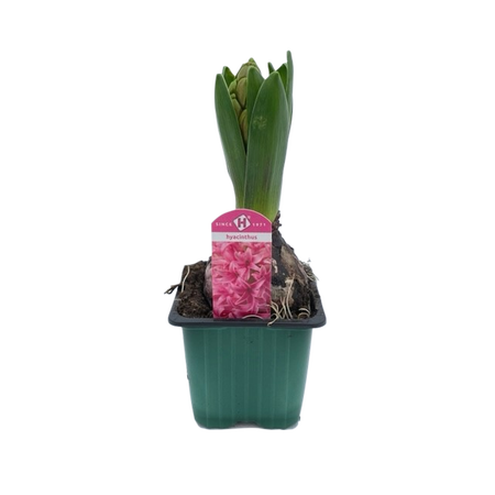 Hyacinthus orie. 'Pearl'   ...mix 4 pot 7 cm per stuk