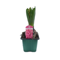 Hyacinthus orie. 'Pearl' ...mix 4 pot 7 cm per stuk