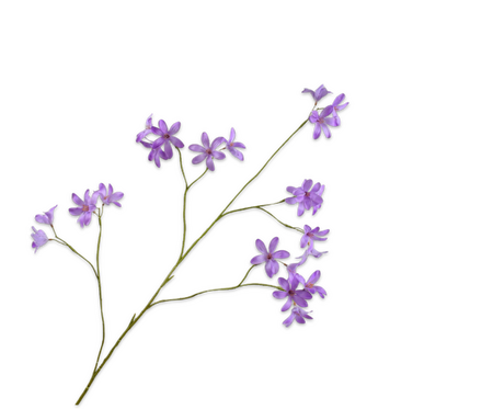 Hyacintsteel l111cm lavendel