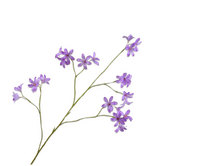 Hyacintsteel l111cm lavendel