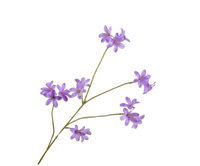 Hyacintsteel l79cm lavendel