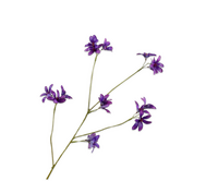 Hyacintsteel l79cm paars
