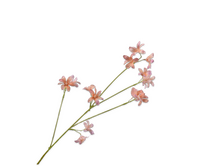 Hyacintsteel l79cm perzik