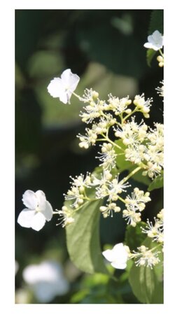 Hydrangea anomala petiolaris