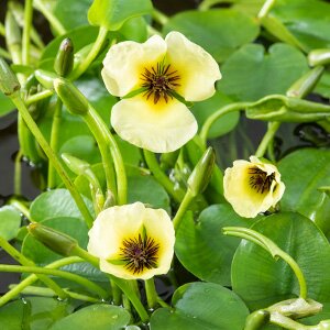 Hydrocleys nymphoides