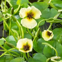 Hydrocleys nymphoides