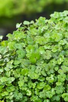 Hydrocotyle 'Novae-Zelandiae'
