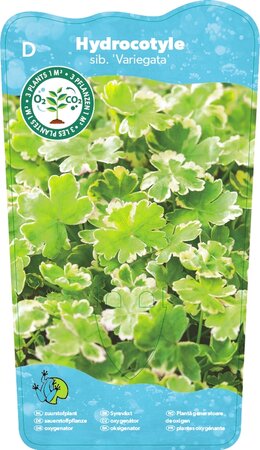 Hydrocotyle sib. ' Variegata'