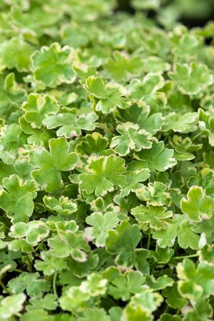 Hydrocotyle sib. ' Variegata'