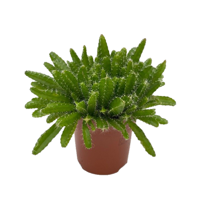 Hylocereus undatus pot 10.5 cm