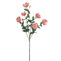 Hypericum bloeien l58cm roze
