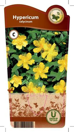 Hypericum calycinum