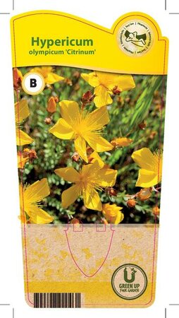 Hypericum olympicum 'Citrinum'