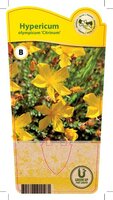 Hypericum olympicum 'Citrinum'