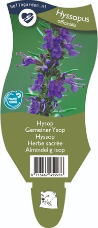 Hyssopus officinalis P11