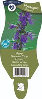 Hyssopus officinalis P11