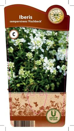 Iberis sem. 'Fischbeck'