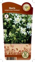 Iberis sem. 'Fischbeck'