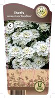 Iberis sem. 'Snowflake'