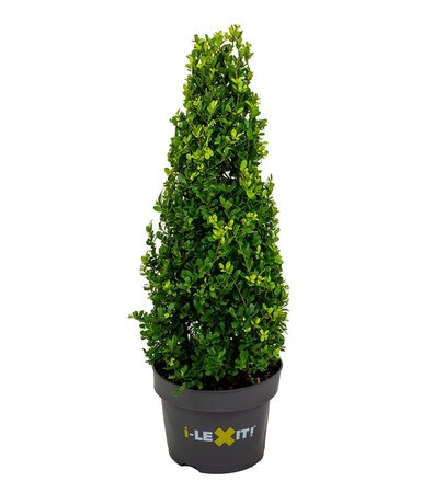 Ilex crenata 'Dark Green'®