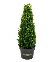 Ilex crenata 'Dark Green'®