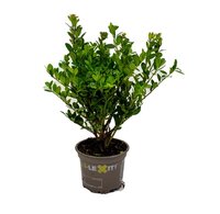 Ilex crenata 'Dark Green'®