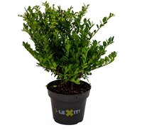 Ilex crenata 'Dark Green'®